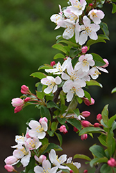 Sparkling Sprite Flowering Crab (Malus 'JFS-KW207') at Lakeshore Garden Centres