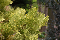 Berrima Gold California Incense Cedar (Calocedrus decurrens 'Berrima Gold') at Lakeshore Garden Centres
