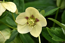Winter Jewels Golden Sunrise Hellebore (Helleborus 'Golden Sunrise') at Lakeshore Garden Centres