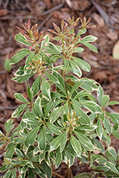 Angel Falls Japanese Pieris (Pieris japonica 'Conrabideau') at Lakeshore Garden Centres