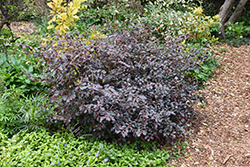 Garnet Fire Fringeflower (Loropetalum chinense 'sPg-3-017') at Lakeshore Garden Centres