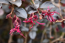 Garnet Fire Fringeflower (Loropetalum chinense 'sPg-3-017') at Lakeshore Garden Centres