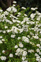 Whorled Class Viburnum (Viburnum obovatum 'Whorled Class') at Lakeshore Garden Centres