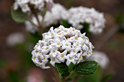 American Spice Viburnum (Viburnum x burkwoodii 'American Spice') at Lakeshore Garden Centres