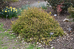 Gold Dust Abelia (Abelia x grandiflora 'Goldenglossy') at Lakeshore Garden Centres