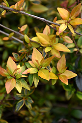 Gold Dust Abelia (Abelia x grandiflora 'Goldenglossy') at Lakeshore Garden Centres