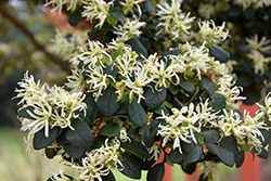 Chinese Fringeflower (Loropetalum chinense) at Lakeshore Garden Centres