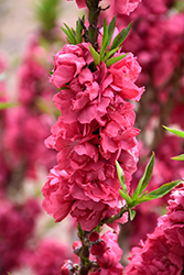 NCSU Dwarf Double Red Flowering Peach (Prunus persica 'NCSU Dwarf Double Red') at Lakeshore Garden Centres