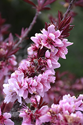 Bonfire Dwarf Ornamental Peach (Prunus persica 'Bonfire') at Lakeshore Garden Centres