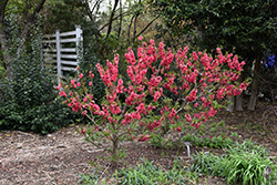 NCSU Dwarf Double Red Flowering Peach (Prunus persica 'NCSU Dwarf Double Red') at Lakeshore Garden Centres