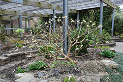 Snow Globe Hybrid Japanese Paper Bush (Edgeworthia 'Snow Globe') at Lakeshore Garden Centres