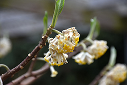 Snow Globe Hybrid Japanese Paper Bush (Edgeworthia 'Snow Globe') at Lakeshore Garden Centres