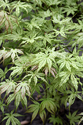 Peaches And Cream Japanese Maple (Acer palmatum 'Peaches And Cream') at Lakeshore Garden Centres