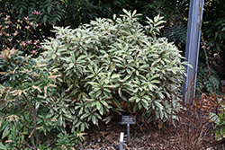 Mountain Dove Japanese Daphniphyllum (Daphniphyllum teijsmannii 'Mountain Dove') at Lakeshore Garden Centres