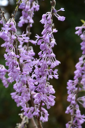 Lilac Daphne (Daphne genkwa) at Lakeshore Garden Centres