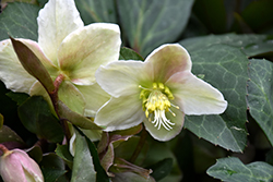 Raulston Remembered Hellebore (Helleborus 'Raulston Remembered') at Lakeshore Garden Centres