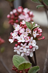 Spice Girl Koreanspice Viburnum (Viburnum carlesii 'Spiro') at Lakeshore Garden Centres