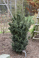 Sky Box Japanese Holly (Ilex crenata 'Farrowone') at Lakeshore Garden Centres