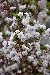 Zuzu Fuji Cherry (Prunus incisa 'Rinpo') at Lakeshore Garden Centres