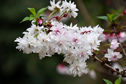 Zuzu Fuji Cherry (Prunus incisa 'Rinpo') at Lakeshore Garden Centres