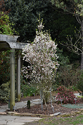 Zuzu Fuji Cherry (Prunus incisa 'Rinpo') at A Very Successful Garden Center