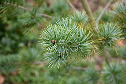 Venus Japanese White Pine (Pinus parviflora 'Venus') at Lakeshore Garden Centres