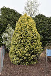 Yellow Arizona Cypress (Cupressus arizonica 'Sulphurea') at Lakeshore Garden Centres