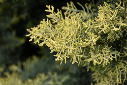 Yellow Arizona Cypress (Cupressus arizonica 'Sulphurea') at Lakeshore Garden Centres
