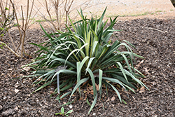 Vivacious Variegated Adam's Needle (Yucca filamentosa 'Vivacious') at Lakeshore Garden Centres