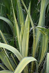 Vivacious Variegated Adam's Needle (Yucca filamentosa 'Vivacious') at Lakeshore Garden Centres