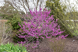Oklahoma Redbud (Cercis canadensis 'Oklahoma') at Lakeshore Garden Centres