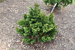 Flabelliformis Hinoki Falsecypress (Chamaecyparis obtusa 'Flabelliformis') at Lakeshore Garden Centres