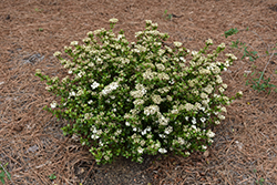 Dwarf Walter's Viburnum (Viburnum obovatum 'Compactum') at Lakeshore Garden Centres