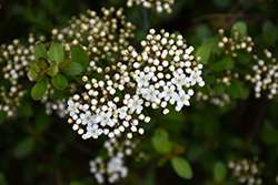 Dwarf Walter's Viburnum (Viburnum obovatum 'Compactum') at Lakeshore Garden Centres