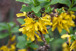 Goldilocks Forsythia (Forsythia x intermedia 'Courtacour') at Lakeshore Garden Centres