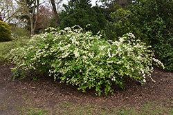Alabama Snow Wreath (Neviusia alabamensis) at Lakeshore Garden Centres