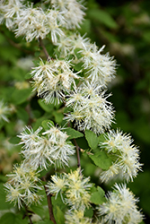Alabama Snow Wreath (Neviusia alabamensis) at Lakeshore Garden Centres