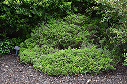 Emerald Knoll Boxwood (Buxus 'RLH-BI') at Lakeshore Garden Centres