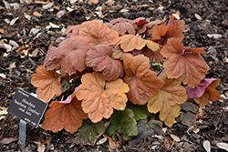 Southern Comfort Coral Bells (Heuchera 'Southern Comfort') at Lakeshore Garden Centres