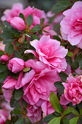 Pink Camellia Azalea (Rhododendron 'Pink Camellia') at Lakeshore Garden Centres