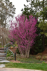 Avondale Redbud (Cercis chinensis 'Avondale') at Lakeshore Garden Centres