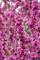 Avondale Redbud (Cercis chinensis 'Avondale') at Lakeshore Garden Centres