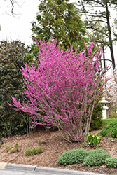 Avondale Redbud (Cercis chinensis 'Avondale') at Lakeshore Garden Centres