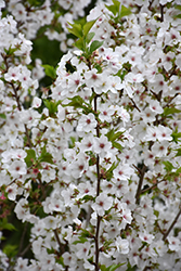 Snow Goose Flowering Cherry (Prunus 'Snow Goose') at Lakeshore Garden Centres