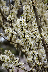 Shirobana Redbud (Cercis chinensis 'Shirobana') at Lakeshore Garden Centres
