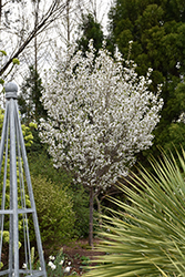 Snow Goose Flowering Cherry (Prunus 'Snow Goose') at Lakeshore Garden Centres
