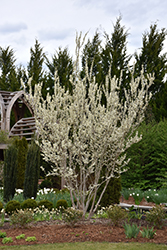Shirobana Redbud (Cercis chinensis 'Shirobana') at Lakeshore Garden Centres