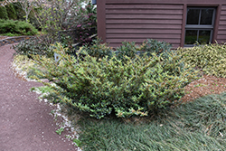 Blue Cascade Evergreen Distylium (Distylium 'PIIDIST-II') at Lakeshore Garden Centres