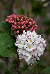 Spice Island Koreanspice Viburnum (Viburnum carlesii 'Select A') at Lakeshore Garden Centres