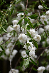 Clarisse Flowering Peach (Prunus persica 'Clarisse') at Lakeshore Garden Centres